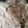 NHÃN COTTON